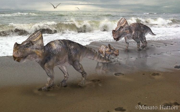 Montanoceratops Montanoceratops Pictures amp Facts The Dinosaur Database