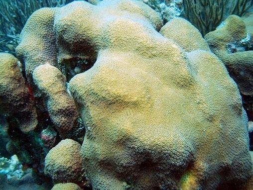 Montastraea coralpediabiowarwickacukimagesoptimizedmont