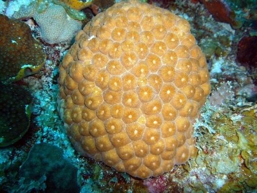 Montastraea cavernosa coralpediabiowarwickacukimagesoptimizedmont