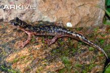 Monte Albo cave salamander cdn2arkiveorgmediaFAFAE6C09E7D2046B0BE216