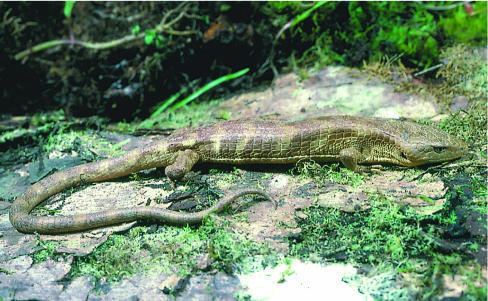 Monte Cristo arboreal alligator lizard openinlmnihgovimgsrescaled512289144arc0000
