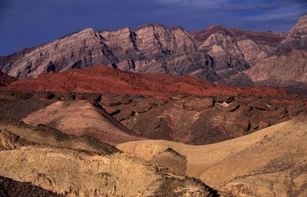 Monte Desert Gringo in the Monte