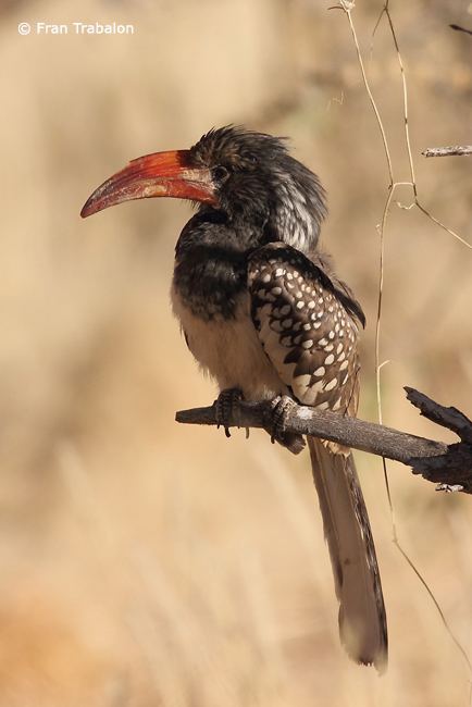 Monteiro's hornbill 1000 images about Hornbill on Pinterest Tim allen Philippines