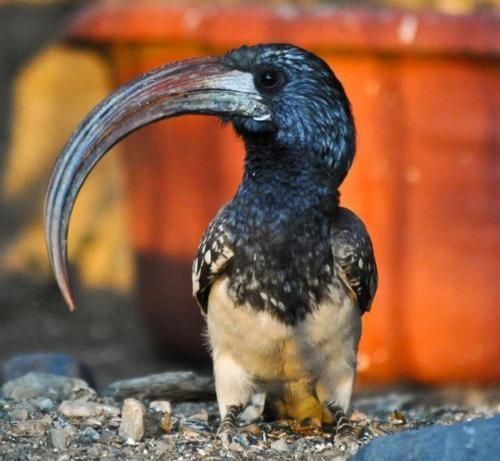 Monteiro's hornbill Monteiro39s Hornbill animals Pinterest Flats Sons and Birds