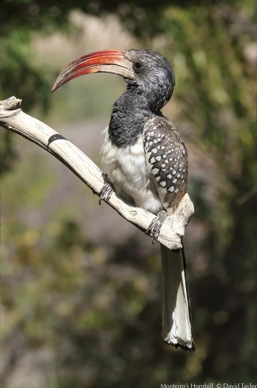 Monteiro's hornbill Photos of Monteiro39s Hornbill Tockus monteiri the Internet Bird