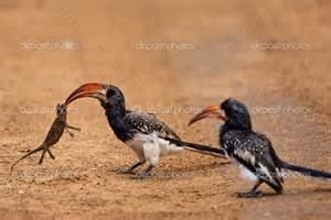 Monteiro's hornbill wwwtaenoscomimgITISTockusmonteiriMonteiro