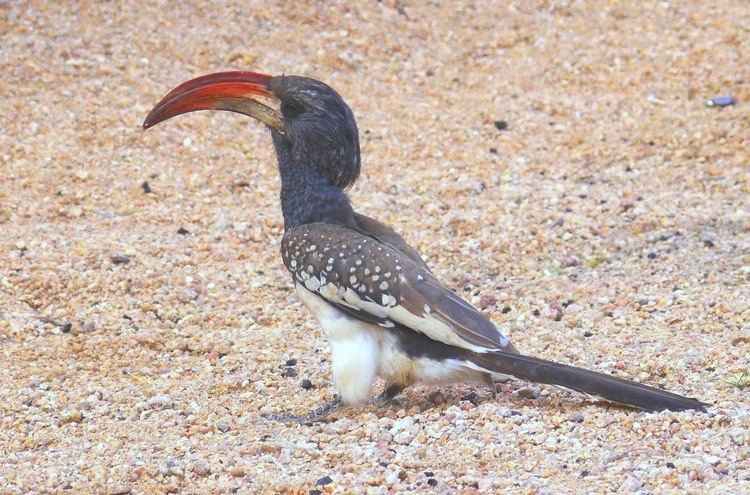 Monteiro's hornbill Monteiro39s hornbill Wikipedia