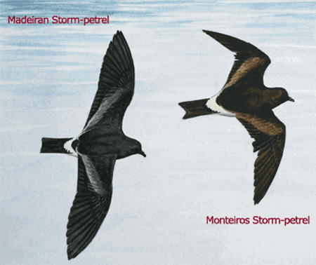 Monteiro's storm petrel wwwplanetofbirdscomMasterPROCELLARIIFORMESHyd