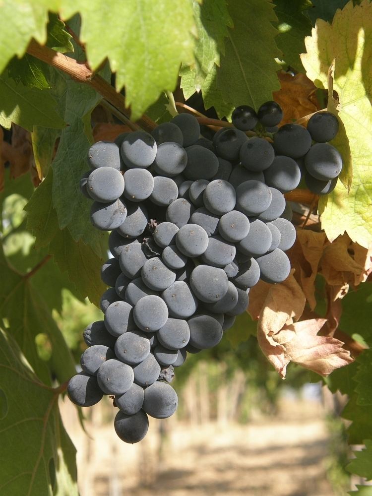 Montepulciano (grape) httpsuploadwikimediaorgwikipediacommonscc