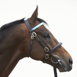 Monterosso (horse) httpsdarleycplnetdnasslcomsitesdefaultfi