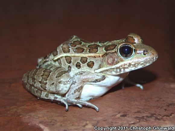 Montezuma leopard frog wwwnaherpcomvouchers6626181346jpg