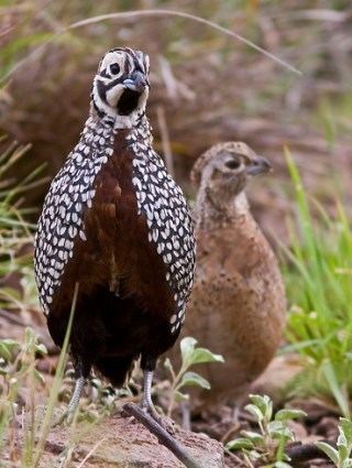 Montezuma quail Montezuma Quail Identification All About Birds Cornell Lab of