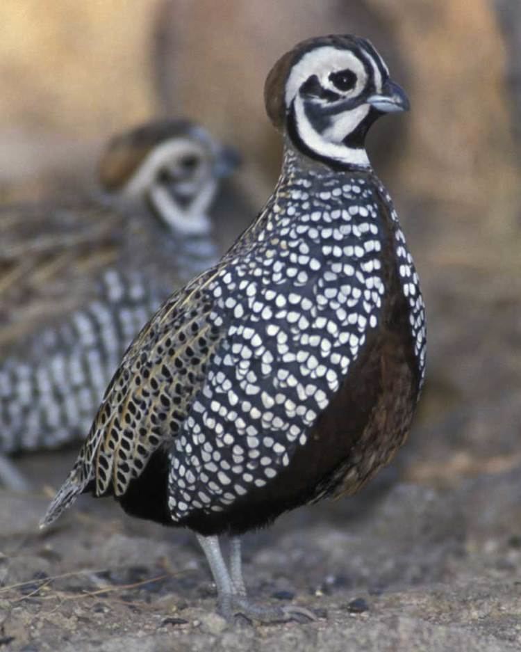 Montezuma quail Montezuma Quail Audubon Field Guide