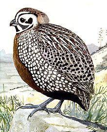 Montezuma quail httpsuploadwikimediaorgwikipediacommonsthu