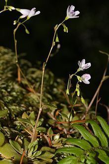 Montia parvifolia httpsuploadwikimediaorgwikipediacommonsthu