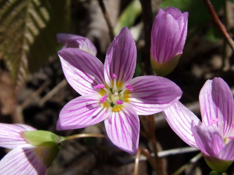 Montiaceae Claytonia caroliniana Montiaceae image 38465 at PhytoImagessiuedu