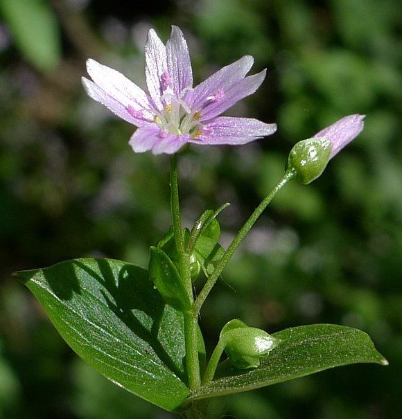 Montiaceae Family Album Blinks ltigtMontiaceaeltigt Wild Flower Finder