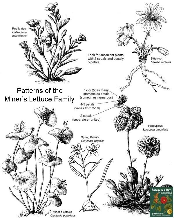 Montiaceae Montiaceae Miner39s Lettuce Family Identify plants and flowers