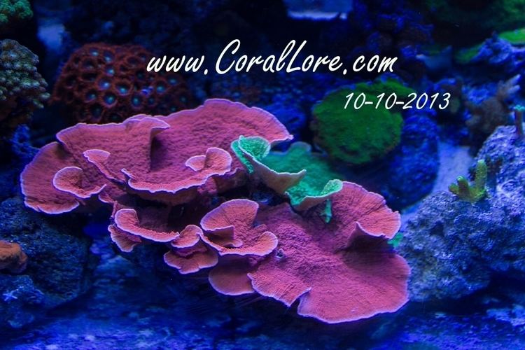 Montipora Montipora Capricornis Corallorecom