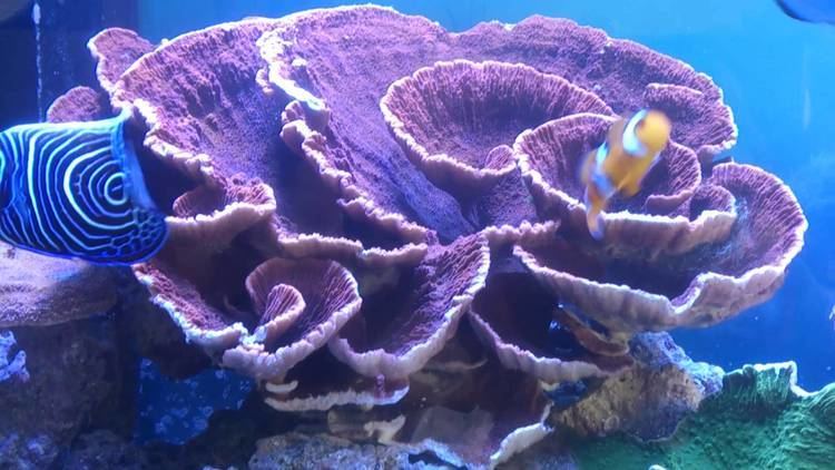 Montipora Marine reef montipora sps aquarium YouTube