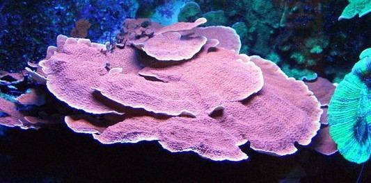 Montipora Montipora Wikipedia