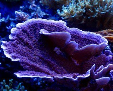 Montipora Montipora Capricornis Aquarium Hobbyist Social Networking