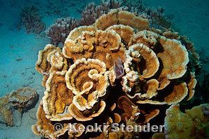 Montipora capitata Rice Coral Montipora capitata
