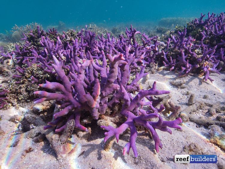 Montipora digitata An ode to purple Montipora digitata in the aquarium and in nature