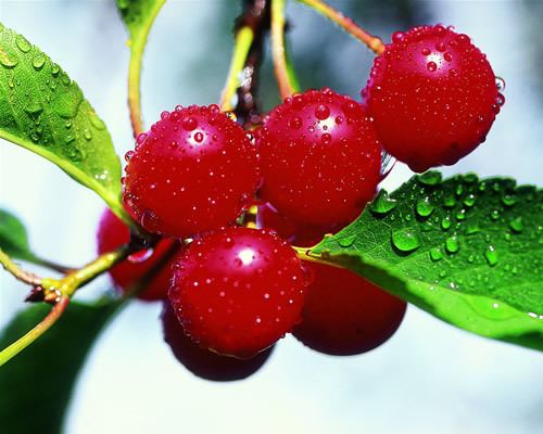 Montmorency cherry Research on benefits of Montmorency Tart Cherry Juice as related to