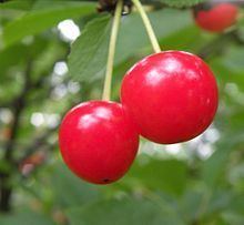 Montmorency cherry httpsuploadwikimediaorgwikipediacommonsthu