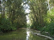 Montone (river) httpsuploadwikimediaorgwikipediacommonsthu