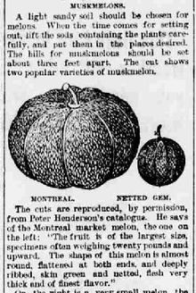 Montreal melon httpsuploadwikimediaorgwikipediacommonsthu