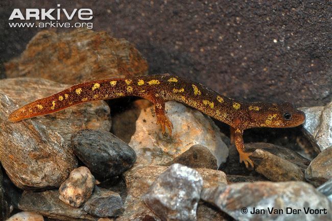 Montseny brook newt Montseny brook newt videos photos and facts Calotriton arnoldi