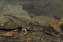 Montseny brook newt Montseny brook newt Wikipedia