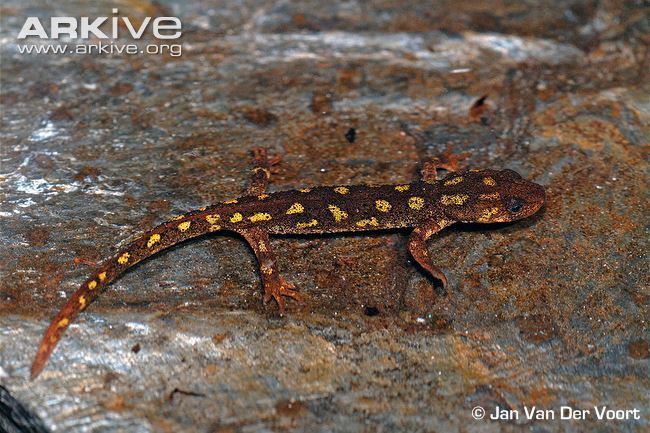 Montseny brook newt Montseny brook newt photo Calotriton arnoldi G77596 ARKive