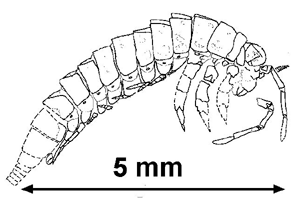 Monura palaeoscommetazoaarthropodainsectaimagesLepi