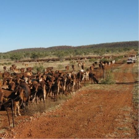 Moola Bulla Moola Bulla to cull cattle to protect land Agriculture Cattle