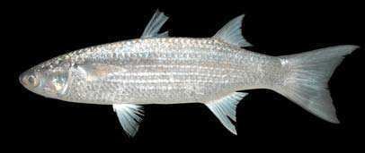 Moolgarda seheli Fishes of Andaman Sea