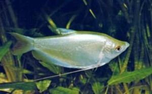 Moonlight gourami Moonlight Gourami Trichogaster Microlepis Tropical Fish Site