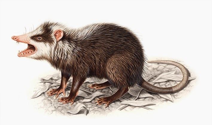 Moonrat ShukerNature UNMASKING THE MOONRAT A HAIRY HEDGEHOG THE SIZE OF A