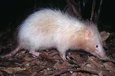 Moonrat Moonrat Night Stinker Animal Pictures and Facts FactZoocom