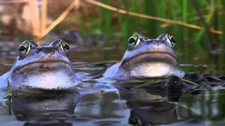Moor frog Moor Frogs Rana Arvalis BLUE FROG David Attenborough39s opinion