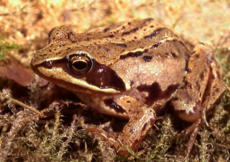 Moor frog httpsuploadwikimediaorgwikipediacommonsdd