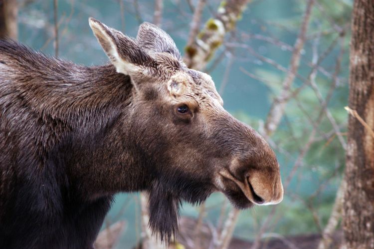 Moose Moose Alces alces NatureWorks