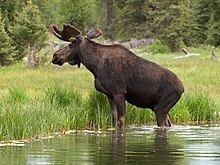 Moose httpsuploadwikimediaorgwikipediacommonsthu