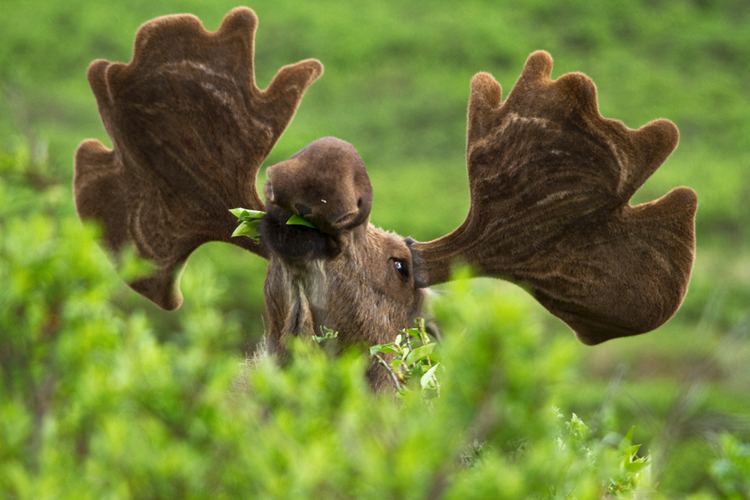 Moose Moose Alces alces NatureWorks