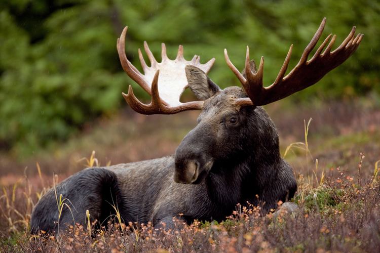 Moose Moose Alces alces NatureWorks