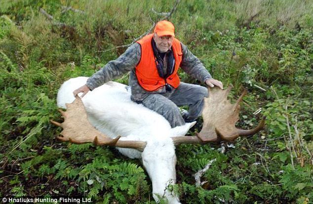 Moose Hunters movie scenes Backlash The indigenous Mi kmaq communities in Nova Scotia Canada are incensed that hunters shot this moose recently The hunters originally posted this 