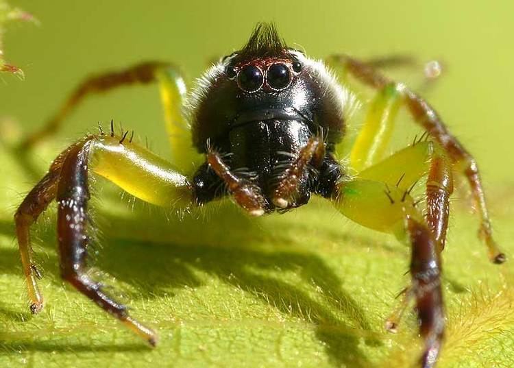 Mopsus (spider) Mopsus mormon Karsch 1878 Northern Green Jumping Spider