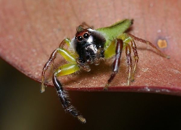 Mopsus (spider) Green jumping spider Mopsus mormon